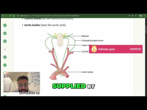 Breathing Chemoreceptors: Oxygen CO2 Regulation Explained