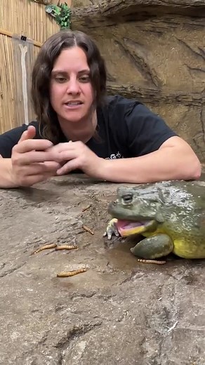 My giant pixie frog loves to eat is worms!😅🐸 sometimes he’ll mistake my fingers for food!🤣 • • • #giant #pixie #frog #african #reelsinstagram #mylife #reptilelover #amazing #video #animals #animallovers #reptile #style #bullfrog #amazing #reels #funnyvideos | The Reptile Zoo