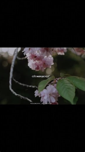 കണ്ണിൽ കണ്ണിൽ മിന്നും❣️ #musicbreath #ownedit #swath #ponn #shinjuzgunduz FOLLOW https://www.instagram.com/musicbreath__191__creation?igsh=MTdkN2YxMDFsenh4dw== 🌟Disclaimer :- 🌟THIS PHOTO, VIDEO OR AUDIO IS NOT OWNED BY YOURSELF. 🌟 THE COPYRIGHT CREDIT GOES TO RESPECTIVE OWNERS. 🌟THIS VIDEO IS NOT USED FOR ILLEGEL SHARING OR PROFIT MAKING. 🌟THIS VIDEO IS PURELY FAN-MADE 🌟IF ANY PROBLEMS MSG US ON TIKTOK AND THE VIDEO WILL BE REMOVED. 🌟NO NEED TO REPORT OR SEND STRIKE. 🌟Credit/removal DM -