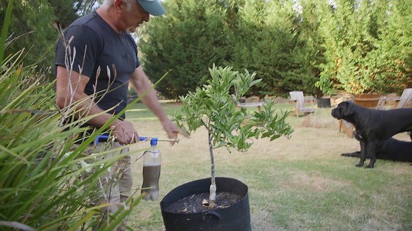 How To Control Citrus Gall wasp. Win a $500 Garden Hamper Entries close 31st January www.vasilisgarden.com Real People, Real Gardens, Real Food! Maresi! 👍 | Vasili's