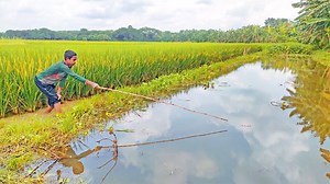 366K views · 2.4K reactions | Fishing Video | Hook Fishing | Best Angler Hunting Fish in Village with Beautiful Nature #fishing #angling #hook_fishing | Fishing & Village Tradition | Facebook