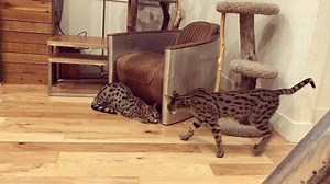 170K views · 1.1K reactions | One minute of The Edge and Giulia at play. | House of Savannah | Facebook