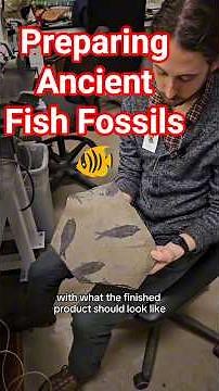 Preparing ancient fish fossils 🐠 #paleontology #fossils #fish #science