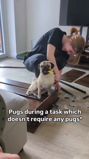 Adorable Adventures of Mr. Chunky the Pug