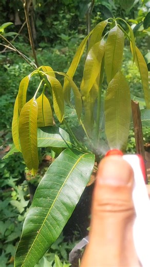 Outdoor plants care #gardentips #graftedplants | GardeningFruit