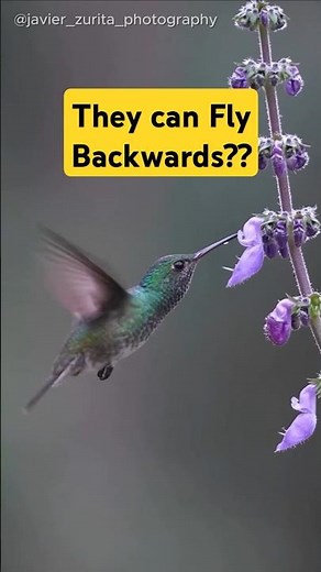 Hummingbirds, the Only Bird Who Can Fly Hover and Backward!