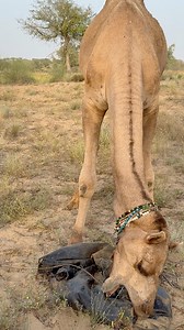 Camel Gets Aggressive and Starts Breaking Everything in Anger A sudden reaction from a stressed camel in the desert. Due to overload and frustration, the camel became aggressive and started breaking everything around it. Desert animals can behave unpredictably when overwhelmed. This rare moment was captured unexpectedly. #Camel #CamelVideo #DesertLife #AnimalMoment #ViralVideo #FYP #FRU #ForYou #ForYouPage #TrendingNow #WildlifeClip #DesertAnimals #CamelAttack #UnexpectedMoment #NatureShock | De