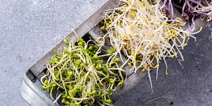 Growing Sprouts Like a Crunchy 1970s Hippie Has Never Been Easier