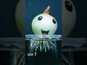 Onion bulb rooting in water time-lapse