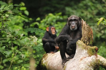 Genome sequencing reveals ancient interbreeding between chimpanzees and bonobos and creates new conservation opportunities - TRANSGANG - UPF