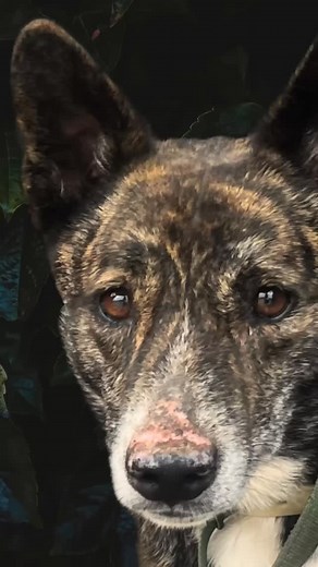 Brindle is the perfect colour for camouflage for any wild animal.. Brindle is a natural colour in the wild🤎 Think of a forest floor.. it’s full of dry leaves and vegetation.. Those streaked or marbled coats you see on some animals aren’t just beautiful they’re nature’s camouflage. From dingoes and wallabies to quolls, bandicoots and reptiles, brindle patterns help wildlife blend into bark, leaves and shadow keeping them hidden and safe. It’s a perfect camouflage.. I was shared that there is a b