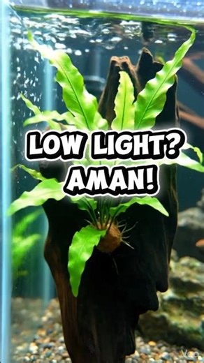 Tanaman Aquascape Low Light Paling Mudah untuk Pemula!#aquascape #tanamanaquarium #aquascapepemula