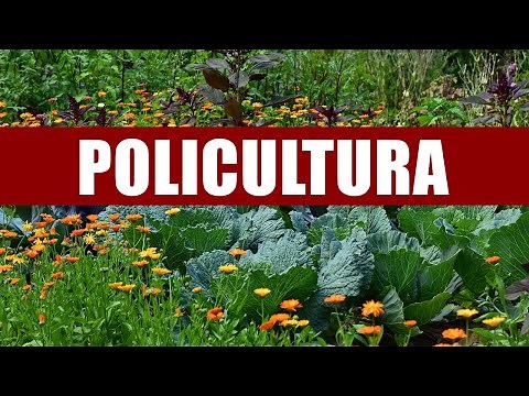 WHAT IS POLYCULTURE? #vegetablegarden #agriculture #biology