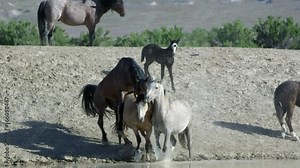 Two wild horses mating as other horses seem concerned