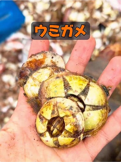フジツボの寄生を受けにくい動物