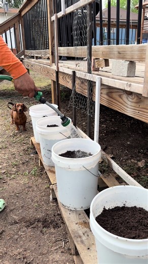 Budget Friendly Bucket Garden for Beginners