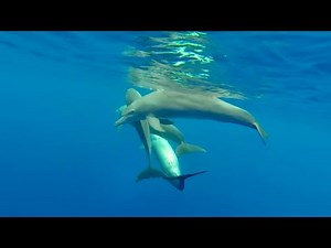 Accouplement de dauphins (version complète).