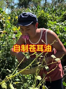 90K views · 2.1K reactions | Xanthium sibiricum is a good thing with many uses | ẨM THỰC TRUNG HOA | Facebook