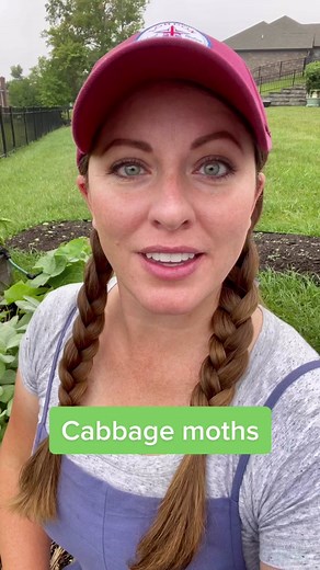 How to Prevent and Treat Cabbage Worm for Organic Gardening