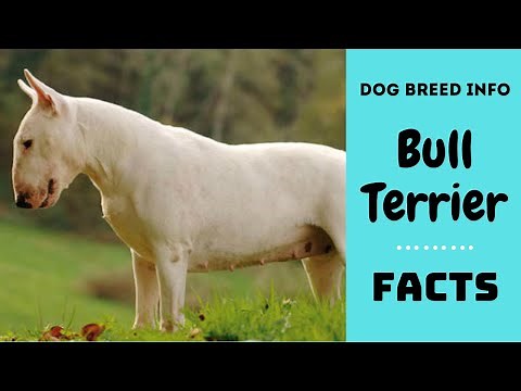 Bull Terrier dog breed. All breed characteristics and facts bout Bull Terrier dogs