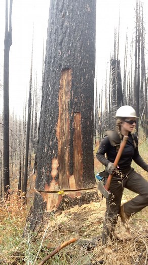 Piper Bates | Felling ASMR? 🌲 • • • • • #lumberjill #lumberjack #timber #felling #stihl #logging #womenintrades #timberfallersdoitbetter #treework | Instagram