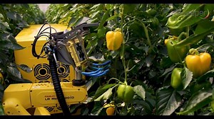 225K views · 443 reactions | Meet Sweeper. It's kind of like a self-driving car, only with a saw on its face and a hunger for picking bell peppers. Sweeper roams greenhouses, eyeballing peppers to determine if they’re mature enough before cutting them off the plant. https://wired.trib.al/NynH6kv | WIRED | Facebook