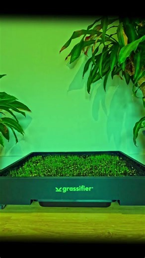 We grew our own grass in 1 week for our Real Grass Puppy Potty.