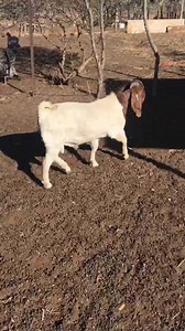 His name is Mufasa aka The Lion 🦁 he is still young lets wait and see what the future holds for him. | RoseMo BoerGoat Farm