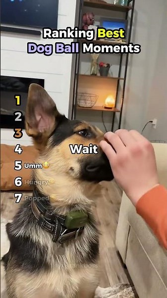 Ranking Best Dog Ball Moments