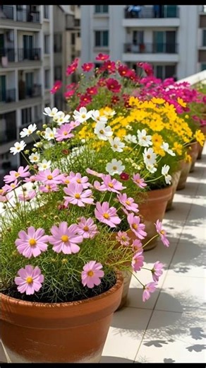 Cosmos Flower Plant