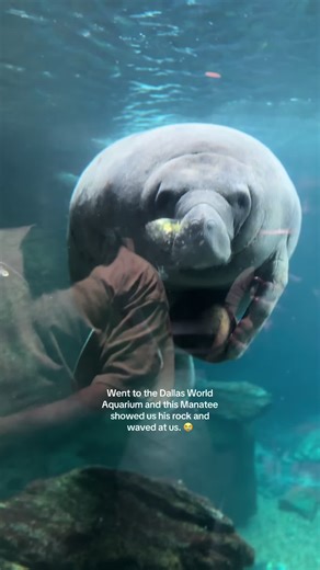 Dallas World Aquarium Manatee's Special Greeting