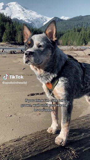 Adorable Blue Heelers: Full Grown vs. Puppies | Cute Dog Videos