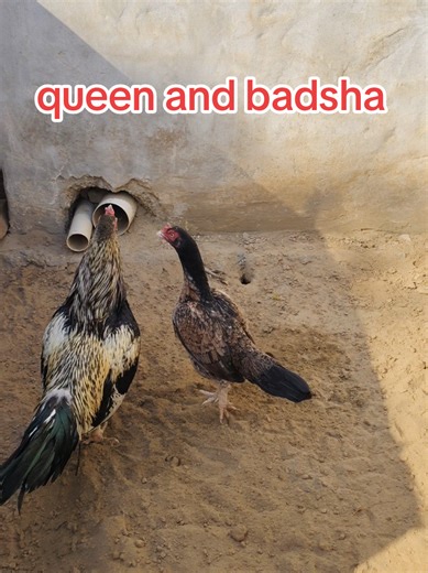 #unfrezzmyaccount #aseellovers #murgha #Aseel #aseel