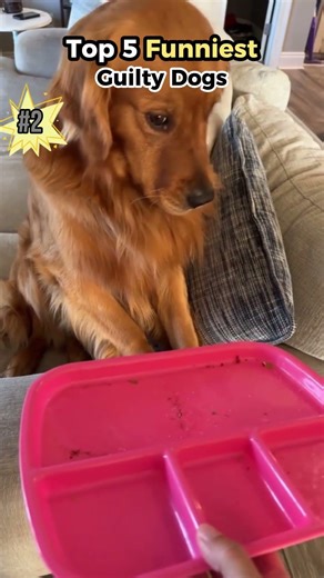 Top 5 Funniest Guilty Dogs #guiltydog #dogfails #funnydogs #dogshorts #shorts