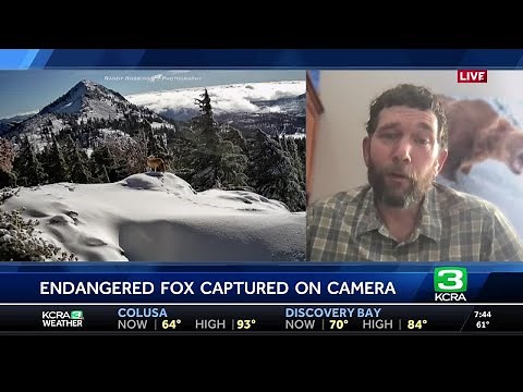 Rare Sierra Nevada fox spotted in Lassen Volcanic National Park