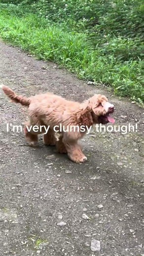 #dog #doggy #cockapoo
