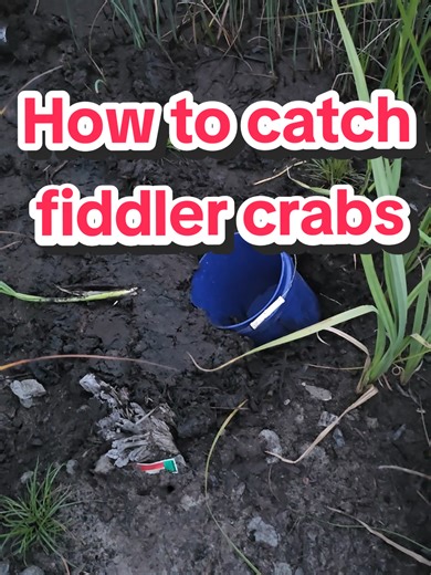 Whats the easiest way to get fiddler crabs? Go to your local bait shop and buy them. #endgamefishing #fishingtips #fishtok #fishing #coastalliving