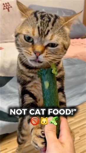 This Cat Chose PICKLES… and Regretted Nothing 😹🥒” #FunnyCats #PetReels #CatVideo