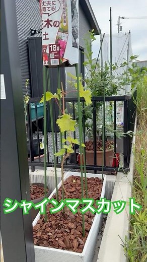 植え付け6日目、シャインマスカットが本気出してきた。