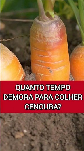 HOW LONG DOES IT TAKE TO HARVEST CARROTS? #pottedvegetablegarden #organicvegetablegarden #vegetab...