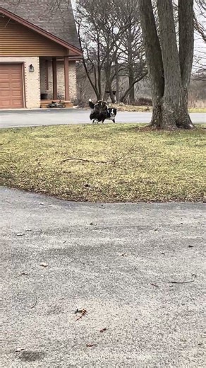 Hilarious turkey chases afraid dog ￼ #funnyanimal