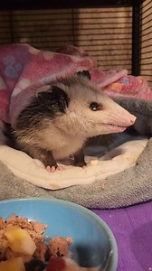 38K views · 603 reactions | Ugh. I have a sneaky suspicion that the little possum that was rescued off the median last week is either blind or partially blind. Ill get confirmation this week from the vet. | Lisa's Little Rescue | Facebook