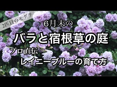 【6月の庭・レイニーブルーの育て方のコツ】【2匹目のモグラを捕獲しました】バラと宿根草の庭