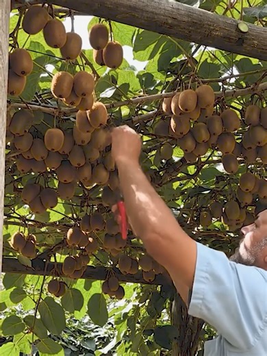 Exploring Kiwi Orchards: Grow, Prune, and Harvest