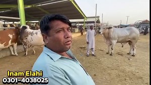 3.5K views · 31 reactions | Demand 1 Crore 20 Lac ❤️‍ 2024 Ka Heavy Bull  | Multan Mandi K Bachray | Bakra Mandi Pakistan | Bakra Mandi Pakistan | Facebook