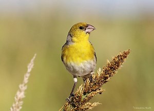 Laysan finch - Alchetron, The Free Social Encyclopedia