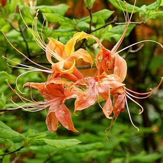 10 Rhododendron Calendulaceum Seeds | Flame Azalea | Orange Native Wildflower Shrub | Hardy Ornamental Flowering Seeds - Etsy