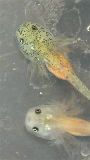 Kleines Larven Update Mini Weißlinge , Copper, Harlekineund Albinos ❤️ #axolotlzuchtbremen #axolotl #Nachwuchs #larvenupdate #axolotllarven