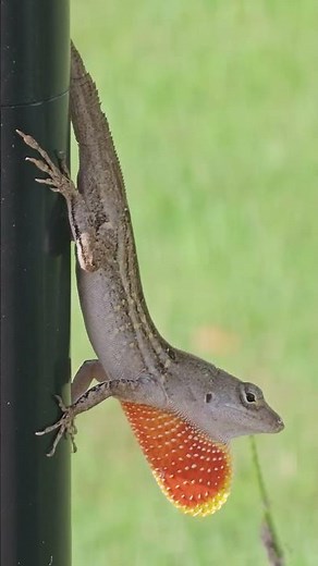 Mating dance of the Florida Brown Anole