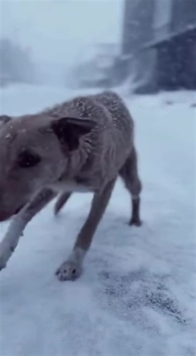 Celebrating Your Puppy's Birthday: Tips and Ideas